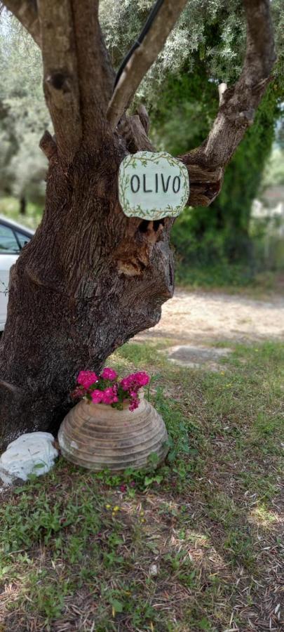 Apartmán Olivo Nydri Exteriér fotografie